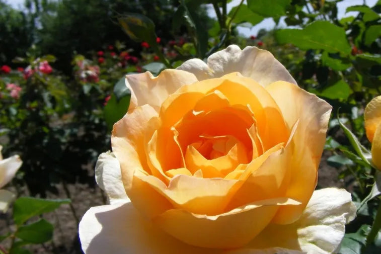 Rožė (Rosa) 'Casanova'