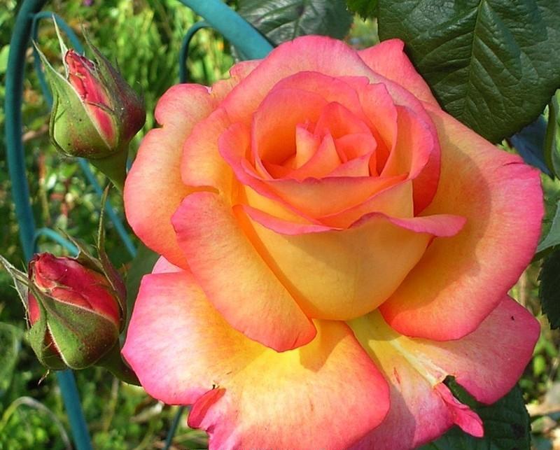 Rožė (Rosa) 'Die Welt'