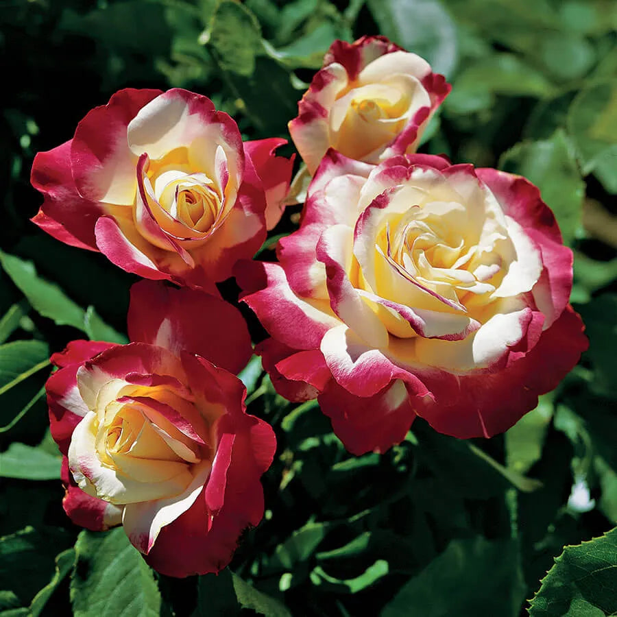 Rožė (Rosa) 'Double Delight'