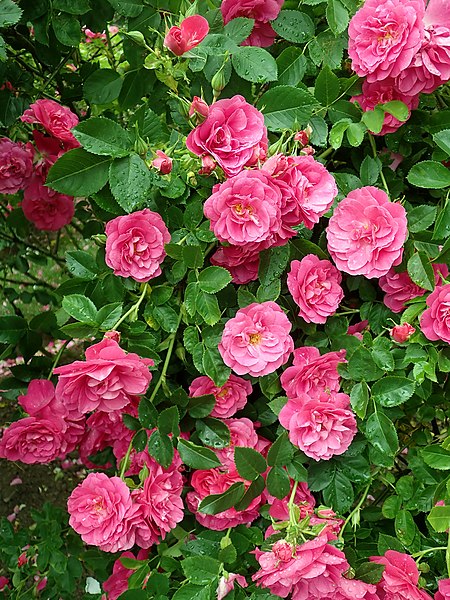 Rožė (Rosa) 'Henry Kelsey'