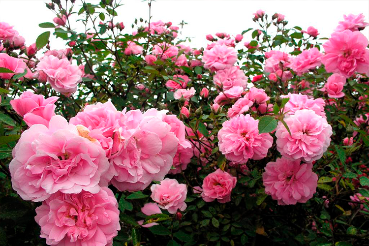 Rožė (Rosa) 'John Davis'