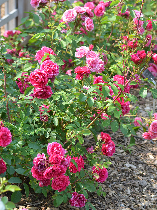 Rožė (Rosa) 'Morden Ruby'