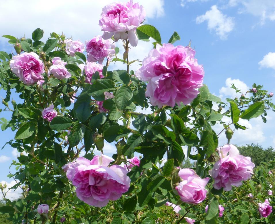 Rožė (Rosa) 'Blush Damask'