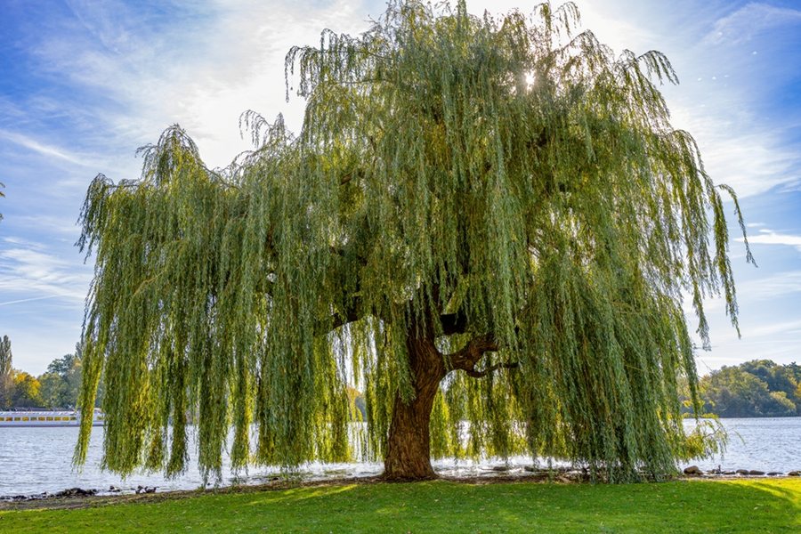 Gluosnis svyruoklinis (Salix babylonica var. pekinensis) 'Pendula’