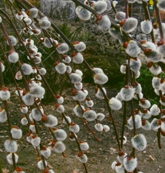 Blindė paprastoji (Salix caprea) 'Kilmarnock'