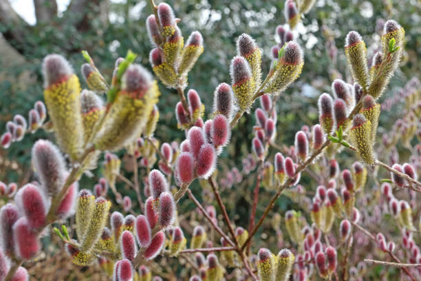 Gluosnis laibapurkis (Salix gracilistyla) 'Mount Aso'