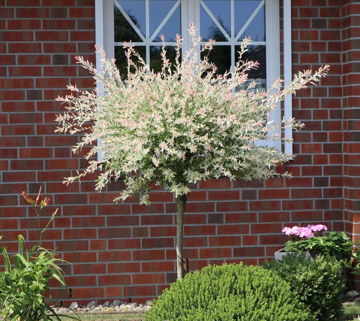 Gluosnis sveikalapis (Salix integra) 'Hakuro-nishiki'