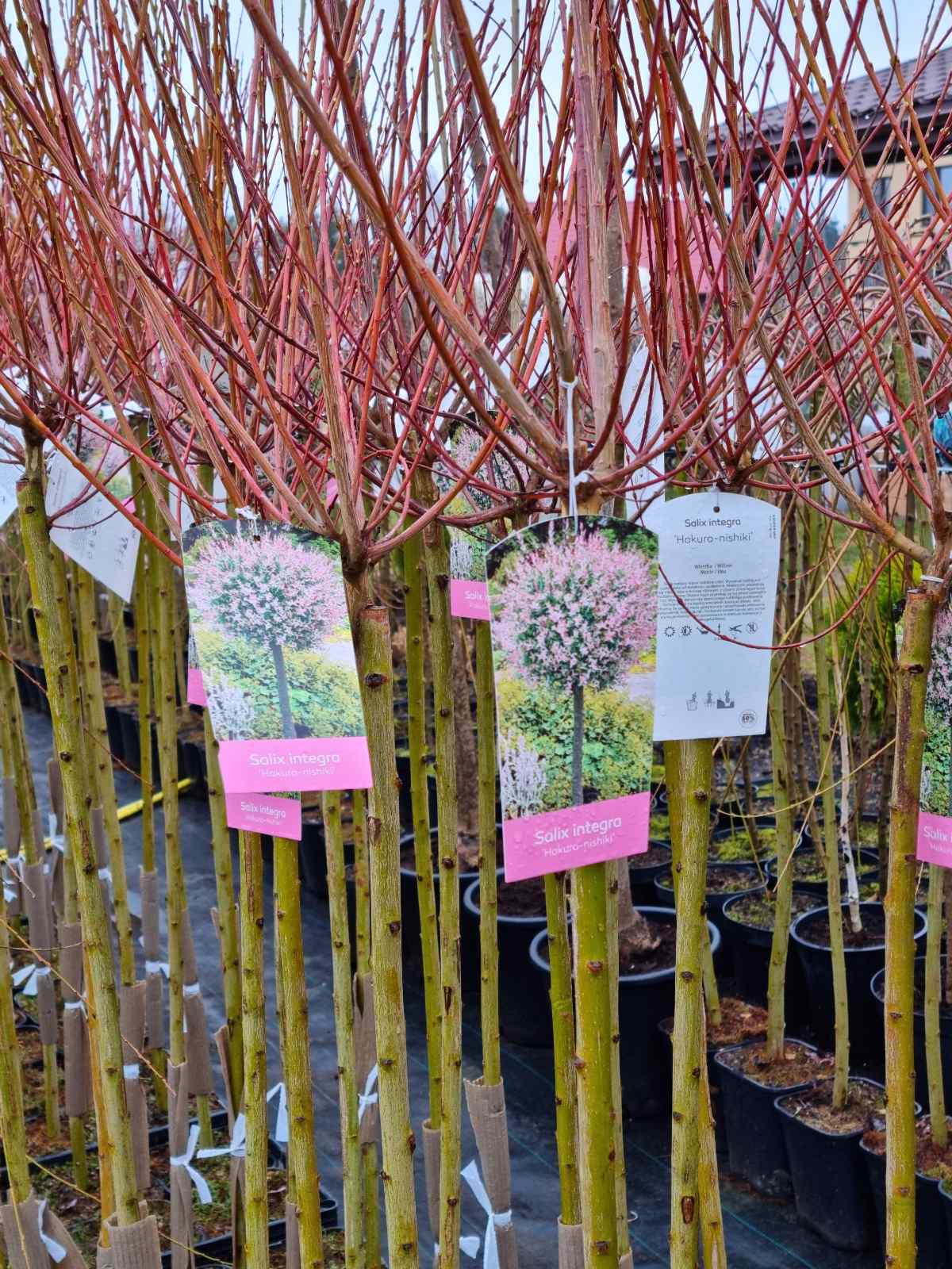 Gluosnis sveikalapis (Salix integra) 'Hakuro-nishiki'