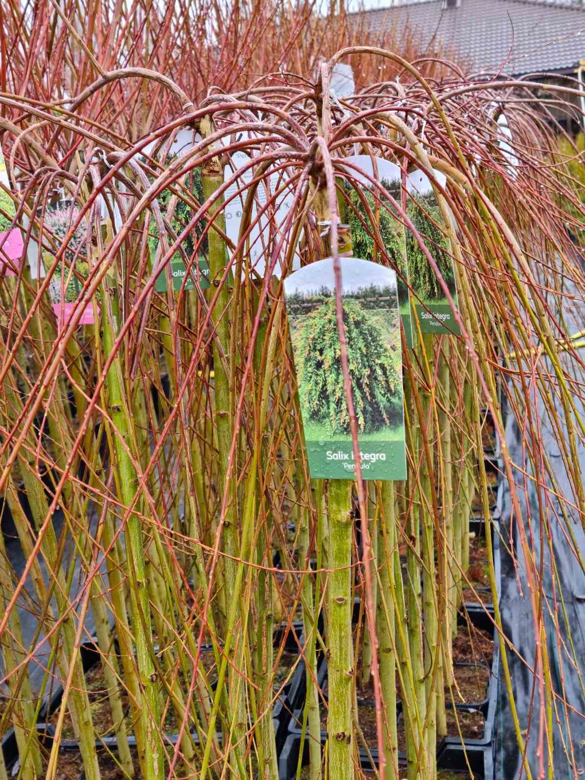 Gluosnis sveikalapis (Salix integra) 'Pendula'