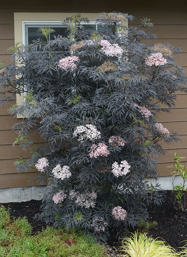 Šeivamedis juoduogis (Sambucus nigra) Black Lace 'Eva'