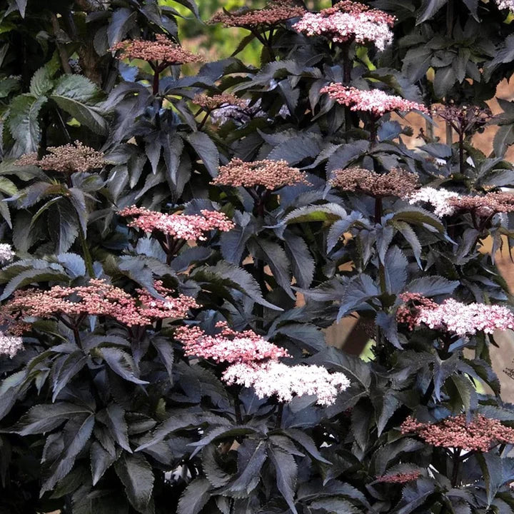 Šeivamedis juoduogis (Sambucus nigra) Black Tower 'Eiffell 1'