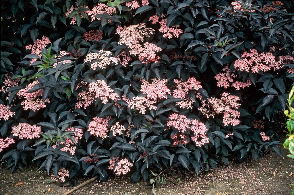 Šeivamedis juoduogis (Sambucus nigra) Black Beauty 'Gerda'