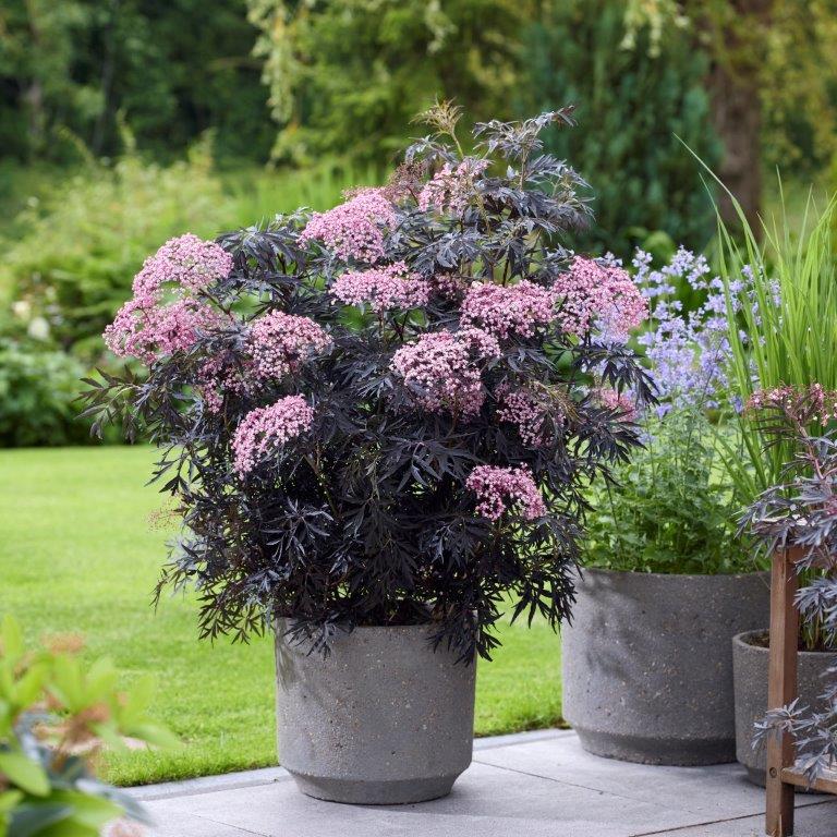Šeivamedis juoduogis (Sambucus nigra) Cherry Lace 'Hyfjolais'