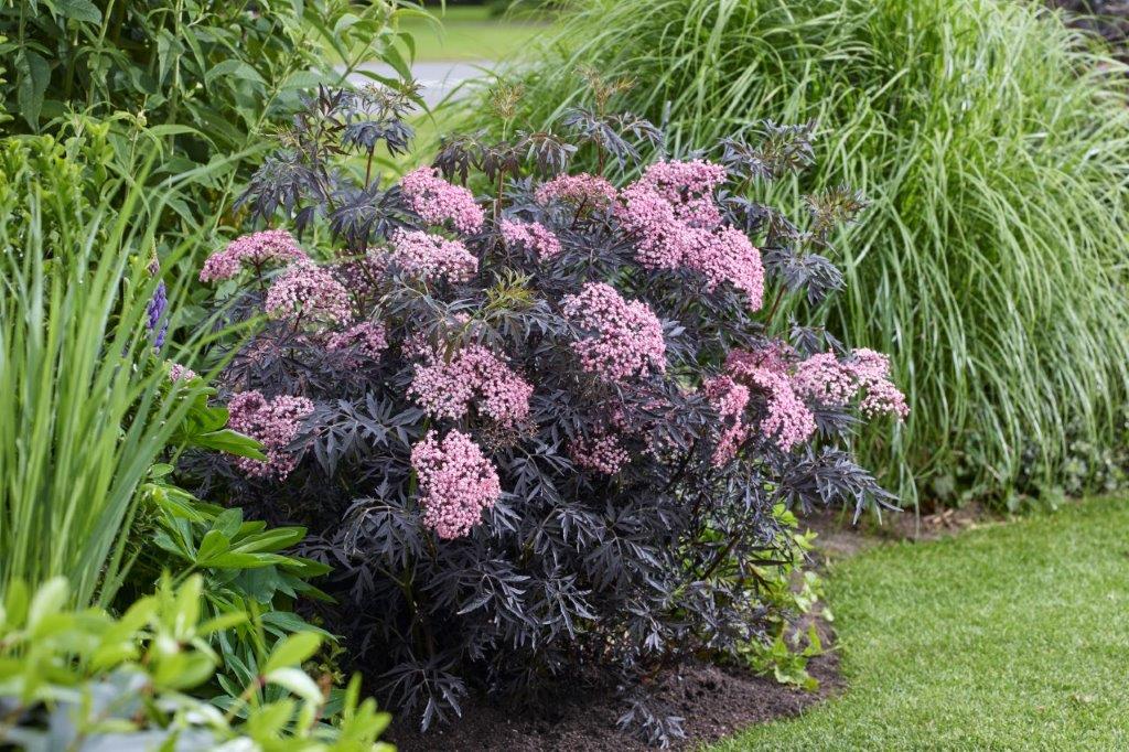 Šeivamedis juoduogis (Sambucus nigra) Cherry Lace 'Hyfjolais'