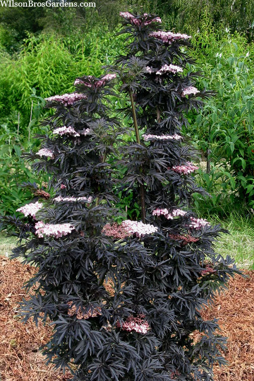 Šeivamedis juoduogis (Sambucus nigra) 'Laced Up'