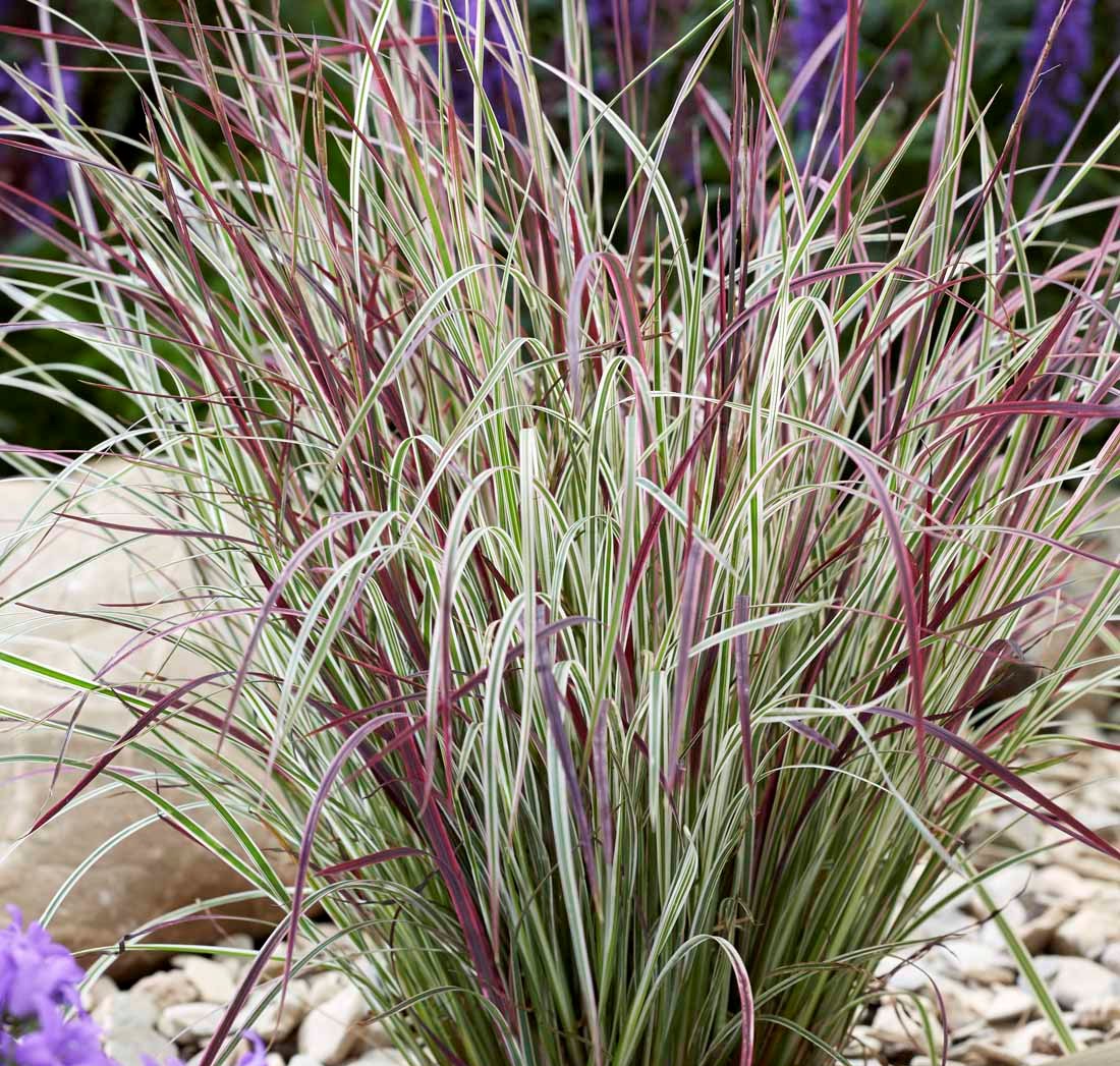 Barzdūnas kupstinis (Schizachyrium scoparium) 'Chameleon'