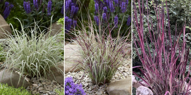 Barzdūnas kupstinis (Schizachyrium scoparium) 'Chameleon'