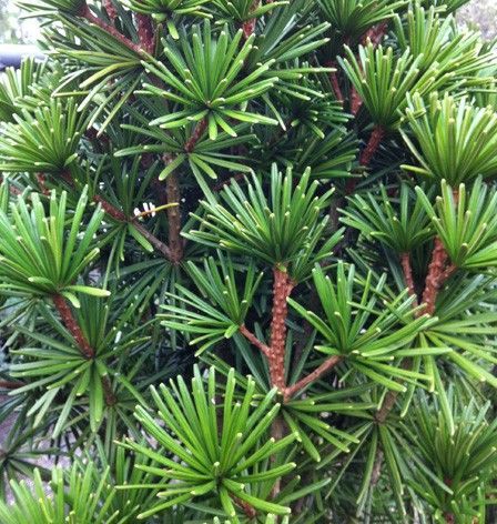 Skėtkėnis mentūrinis (Sciadopitys verticillata) 'Sternschnuppe'