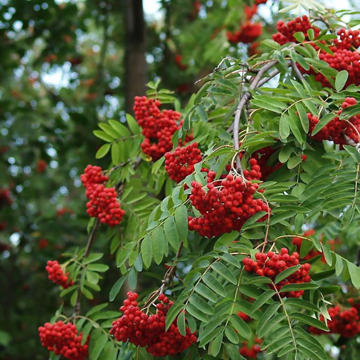 Šermukšnis paprastasis (Sorbus Aucuparia) 'Pendula'