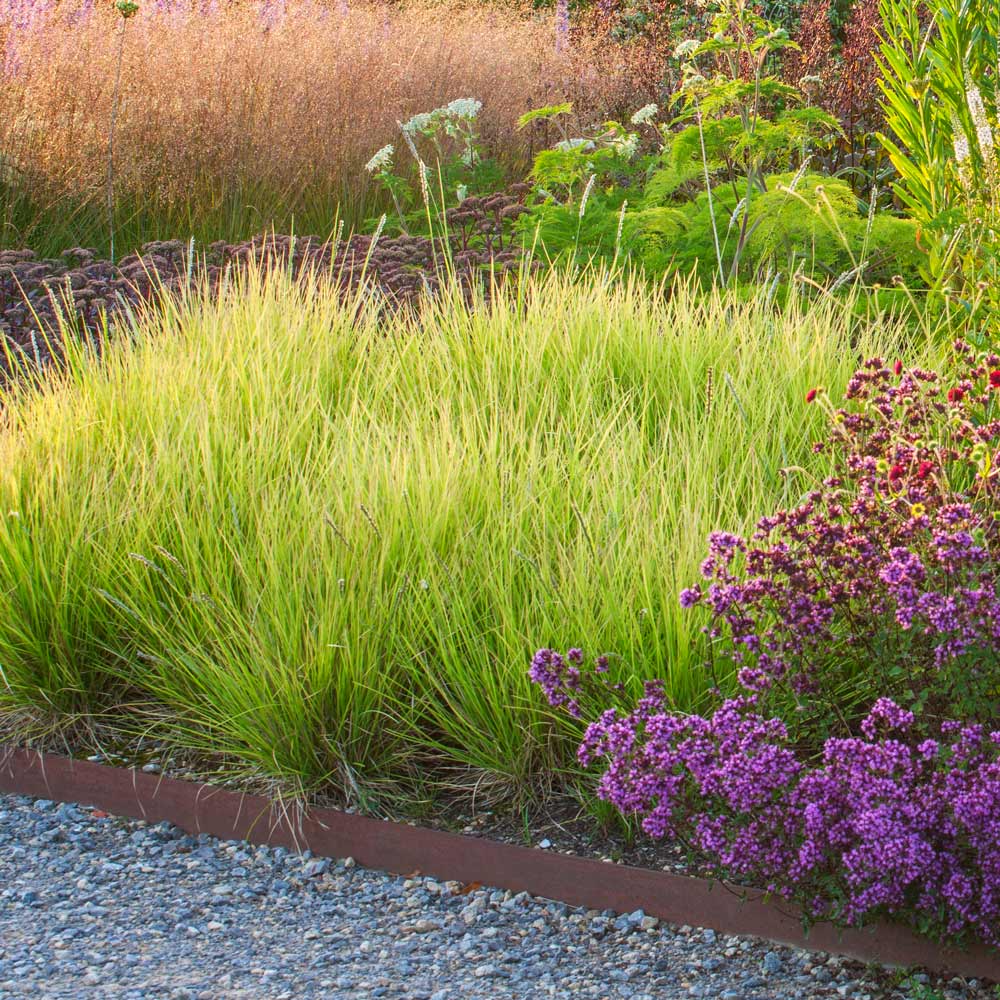 Mėlitas rudeninis (Sesleria autumnalis)