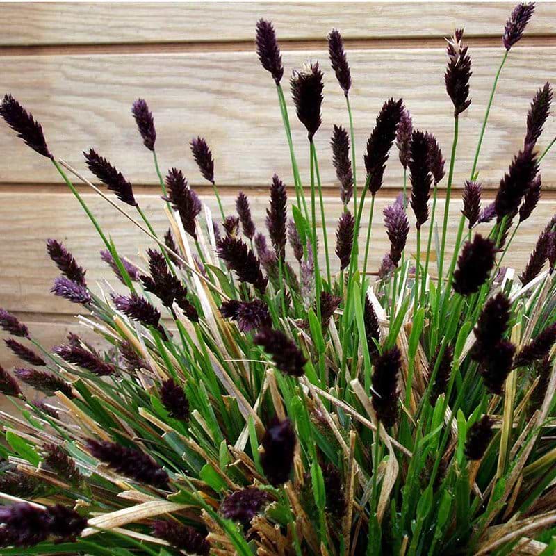 Mėlitas (Sesleria heufleriana)