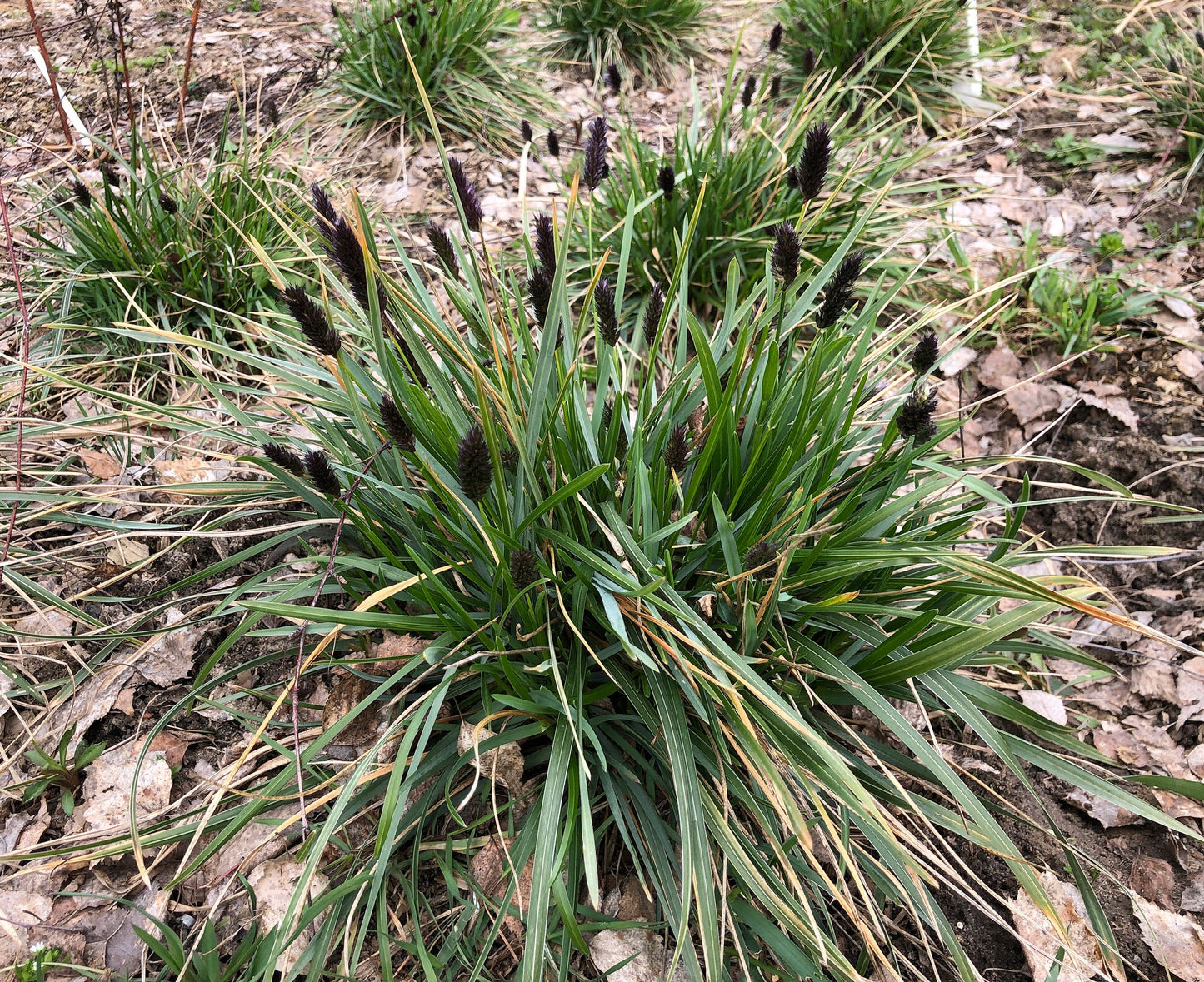 Mėlitas (Sesleria heufleriana)