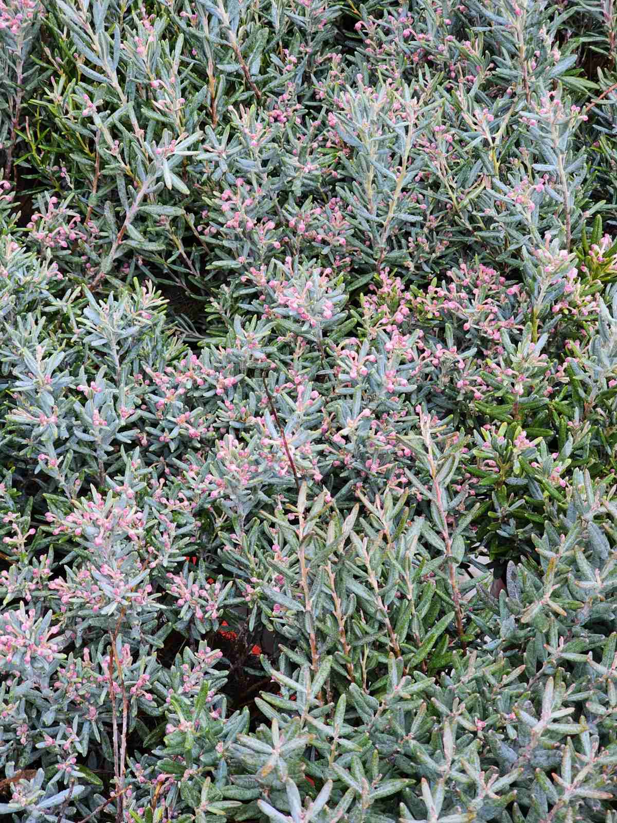 Balžuva siauralapė (Andromeda polifolia) 'Blue Lagoon'