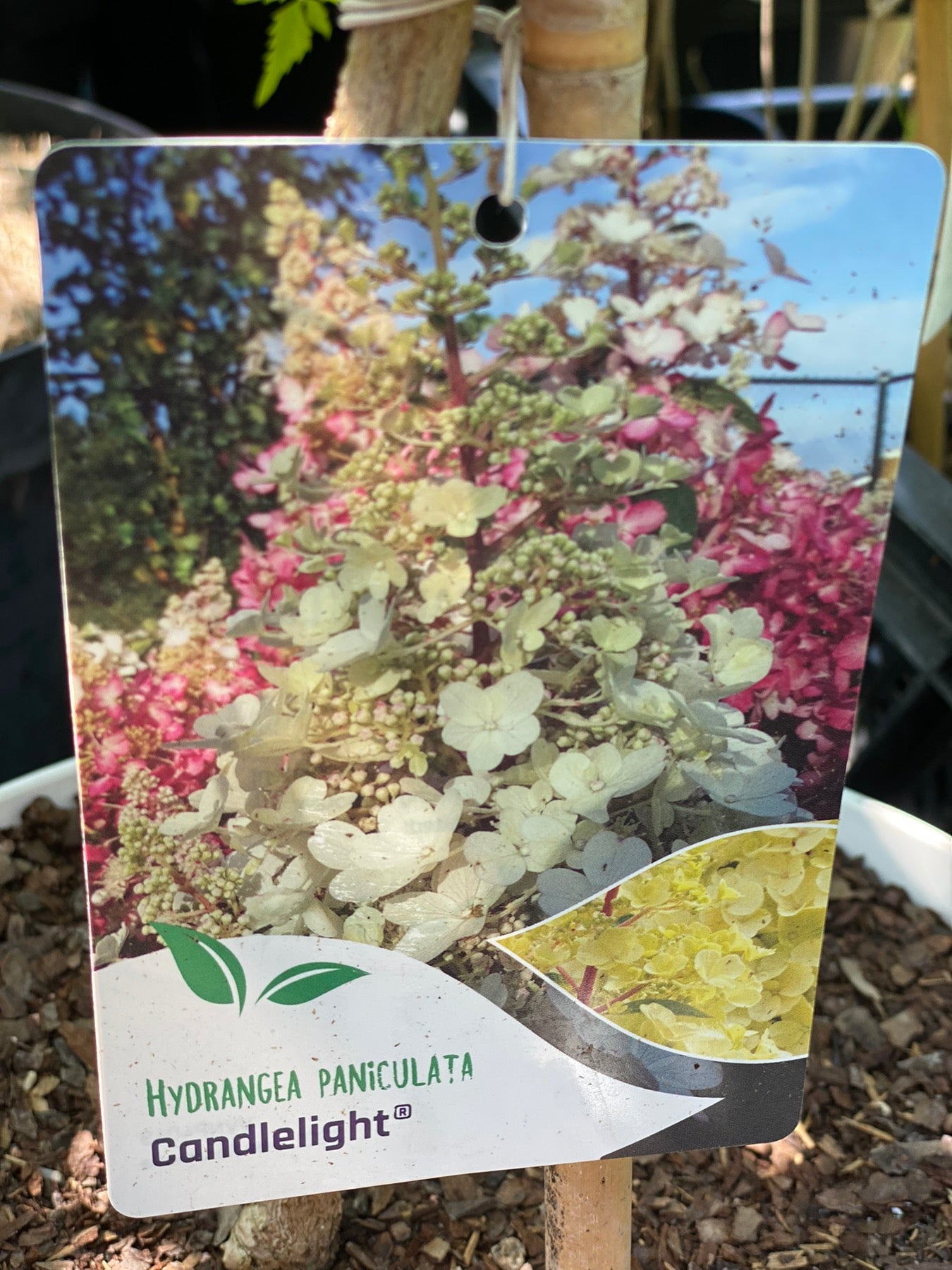 Hortenzija šluotelinė (Hydrangea paniculata) 'Candlelight'