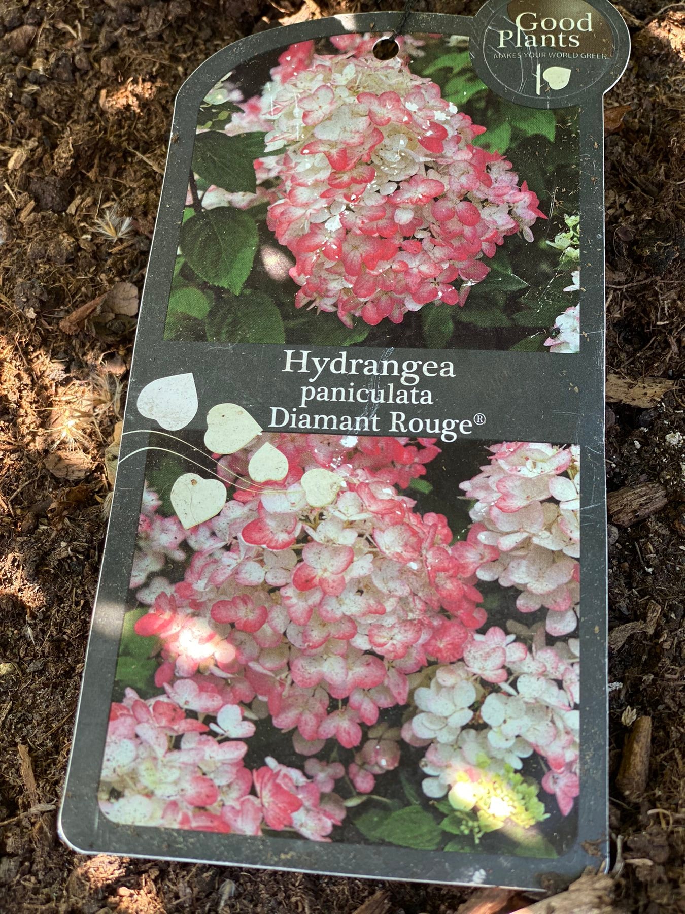 Hortenzija šluotelinė (Hydrangea paniculata) 'Diamant Rouge'