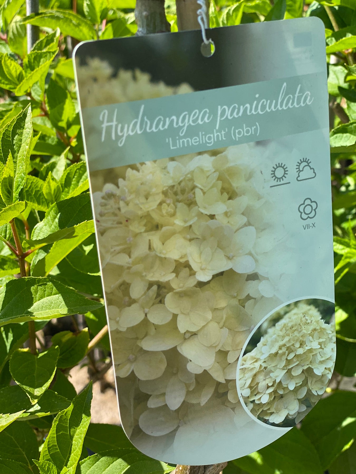 Hortenzija šluotelinė (Hydrangea paniculata) 'Limelight'