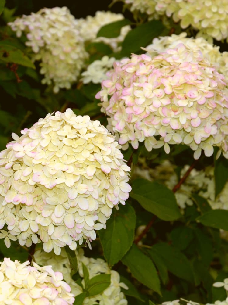 Hortenzija šluotelinė (Hydrangea paniculata) Living 'Little Love'