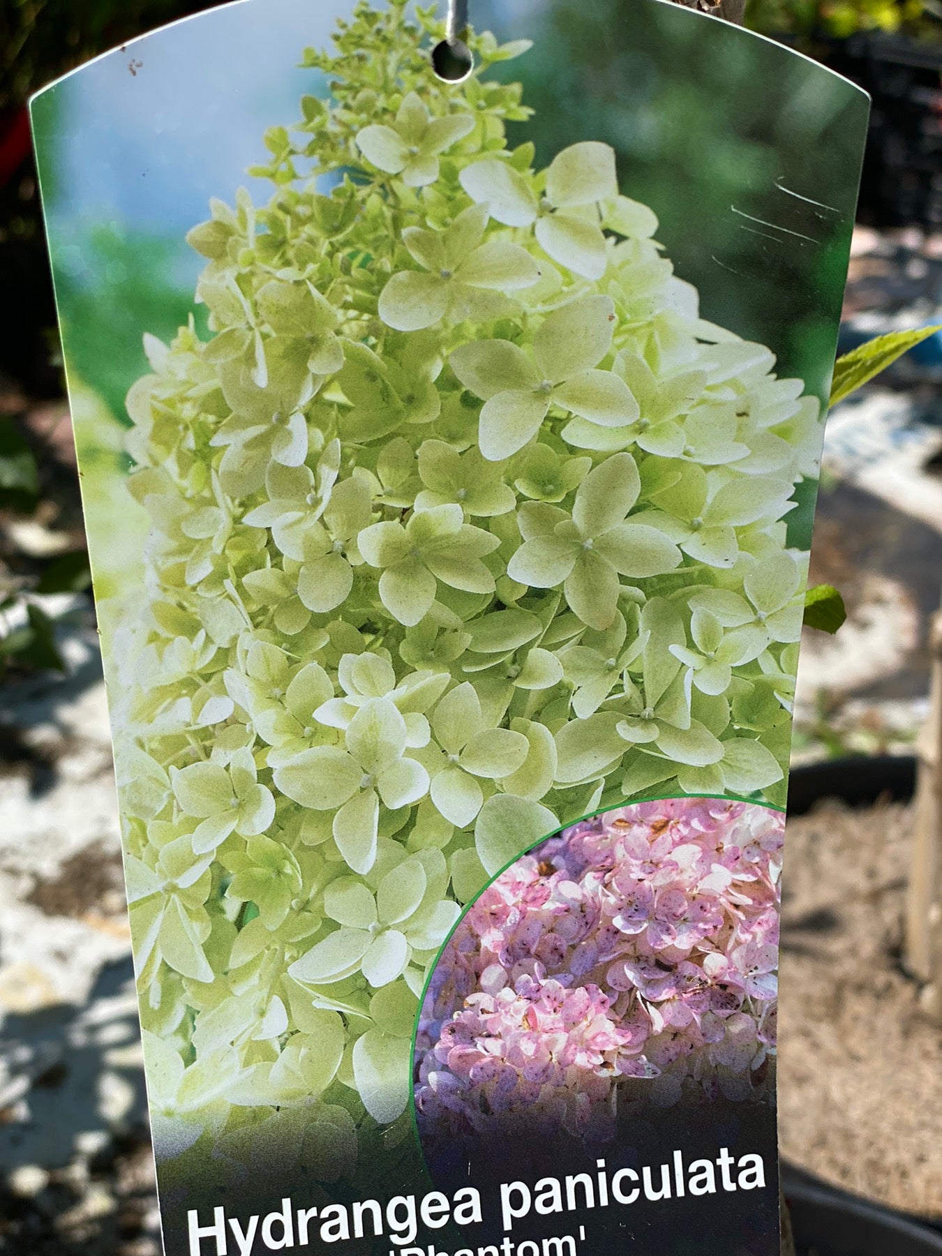 Hortenzija šluotelinė (Hydrangea paniculata) 'Phantom'