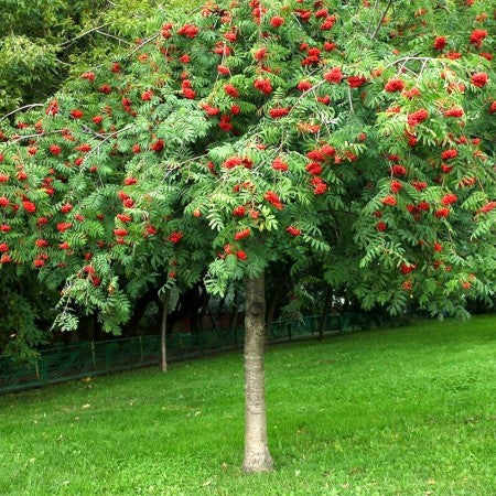 Šermukšnis paprastasis (Sorbus Aucuparia) 'Pendula'