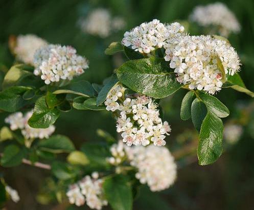 Šermukšnis (Sorbus) 'Burka'