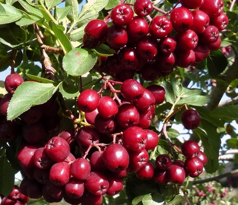 Šermukšnis (Sorbus) 'Granatnaja'
