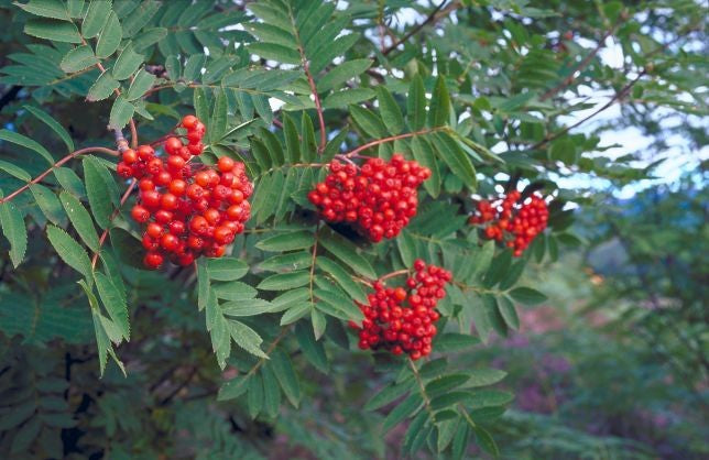 Šermukšnis (Sorbus) 'Krasnaja Krupnaja'