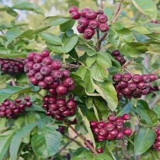 Šermukšnis (Sorbus) 'Likiornaja'