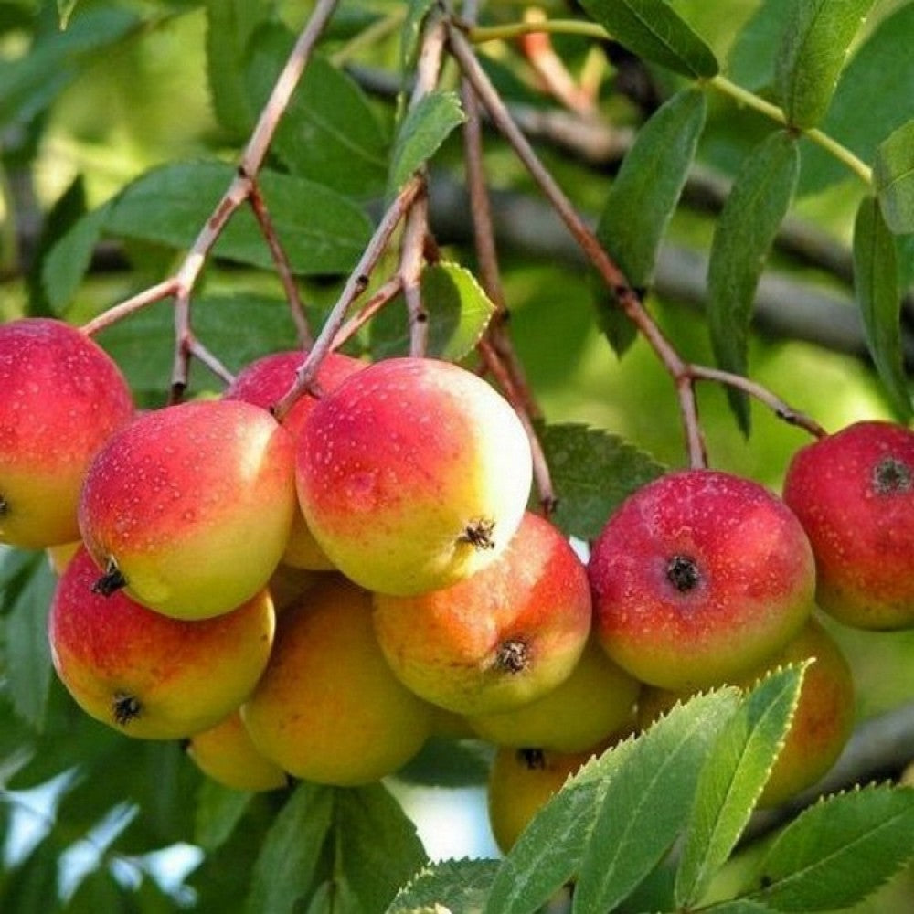 Šermukšnis (Sorbus) 'Moravskaja Krupnoplodnaja'