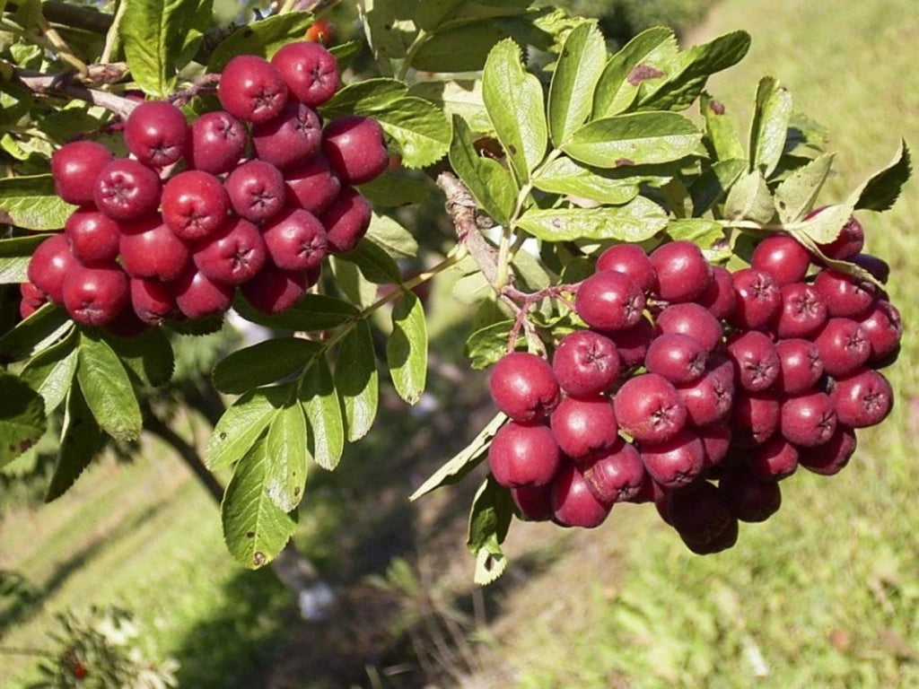 Šermukšnis (Sorbus) 'Titan'