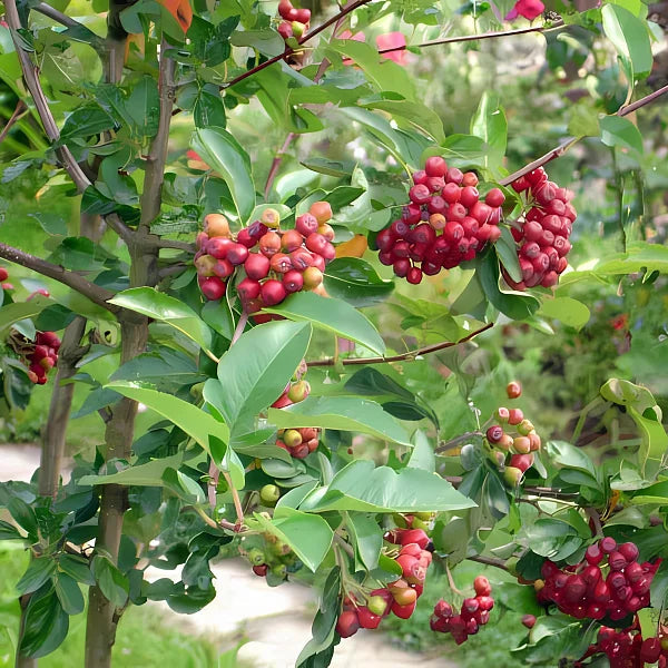 Šermukšnis (Sorbus) 'Titan'