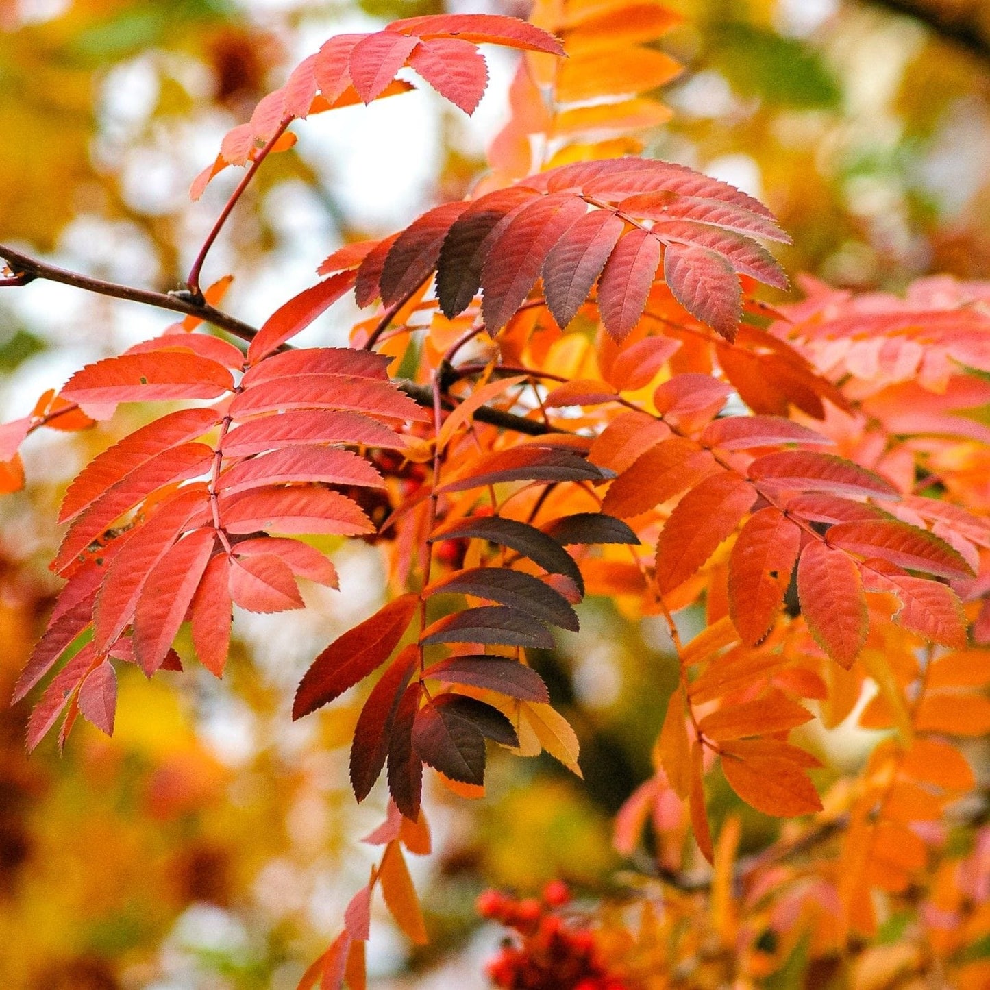 Šermukšnis paprastasis (Sorbus aucuparia) 'Beissneri'