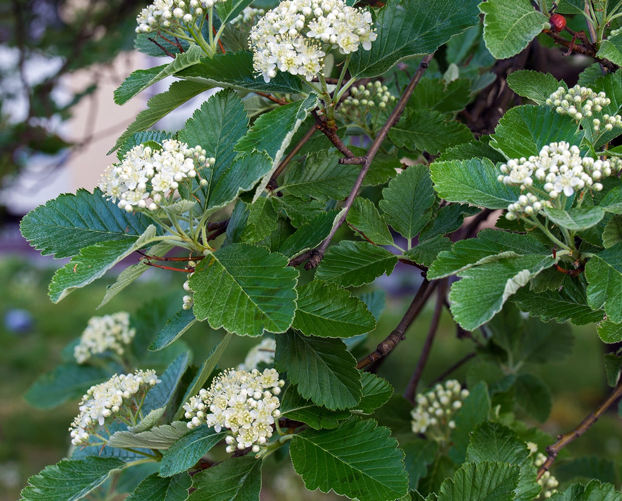 Šermukšnis švedinis (Sorbus intermedia)