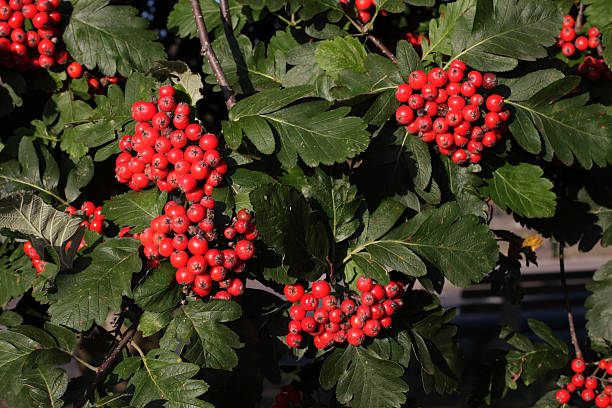 Šermukšnis švedinis (Sorbus intermedia)