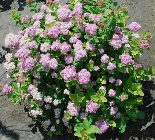 Lanksva beržalapė (Spiraea betulifolia) Pink Sparkler 'Courispi01'