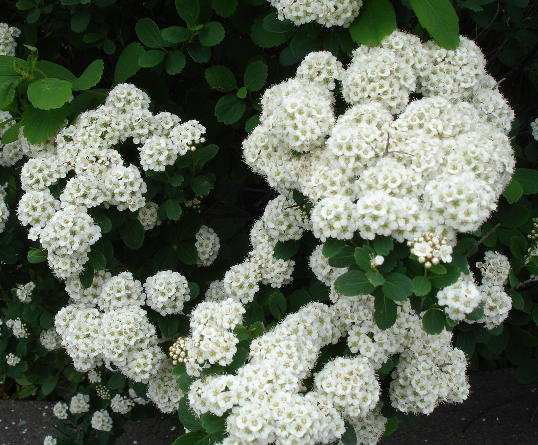 Lanksva beržalapė (Spiraea betulifolia) 'Island'