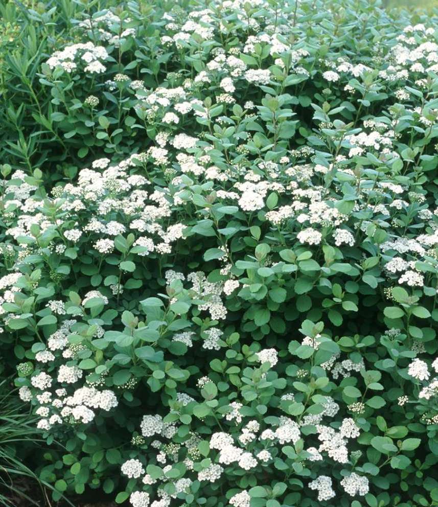 Lanksva beržalapė (Spiraea betulifolia) 'Tor'