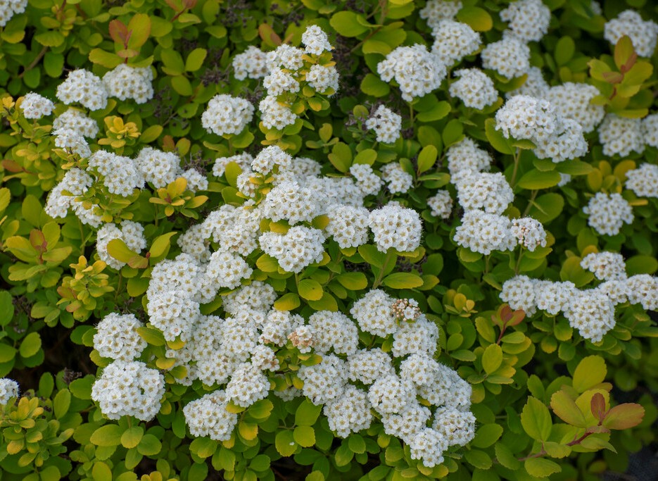 Lanksva beržalapė (Spiraea betulifolia) 'Tor Gold'