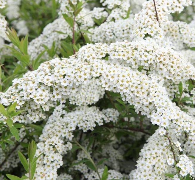 Lanksva pilkoji (Spiraea cinerea) 'Grefsheim'
