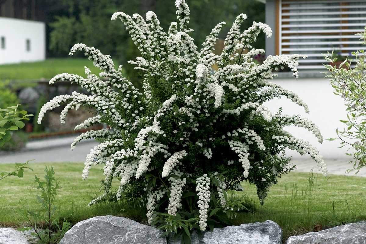 Lanksva pilkoji (Spiraea cinerea) 'Grefsheim'