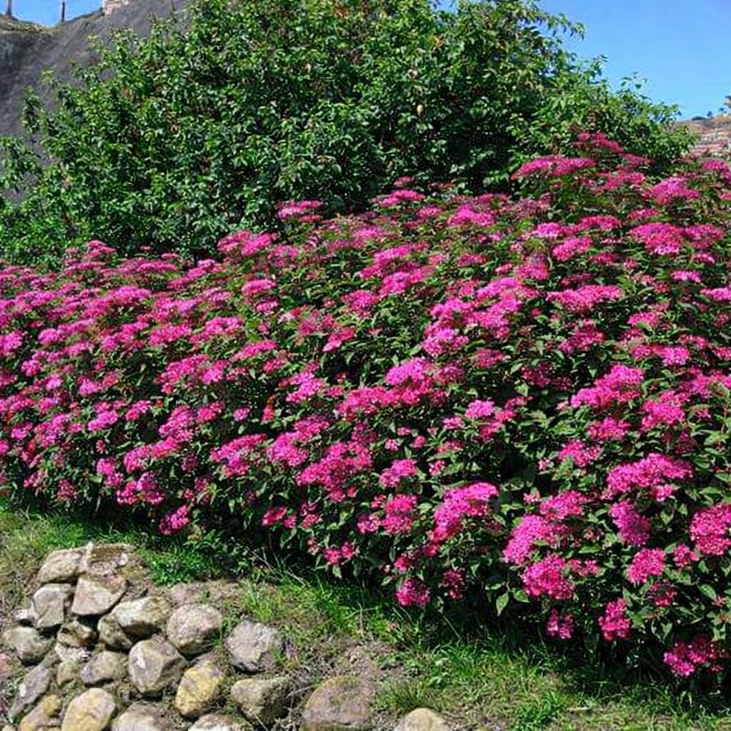 Lanksva japoninė (Spiraea japonica) 'Anthony Waterer'